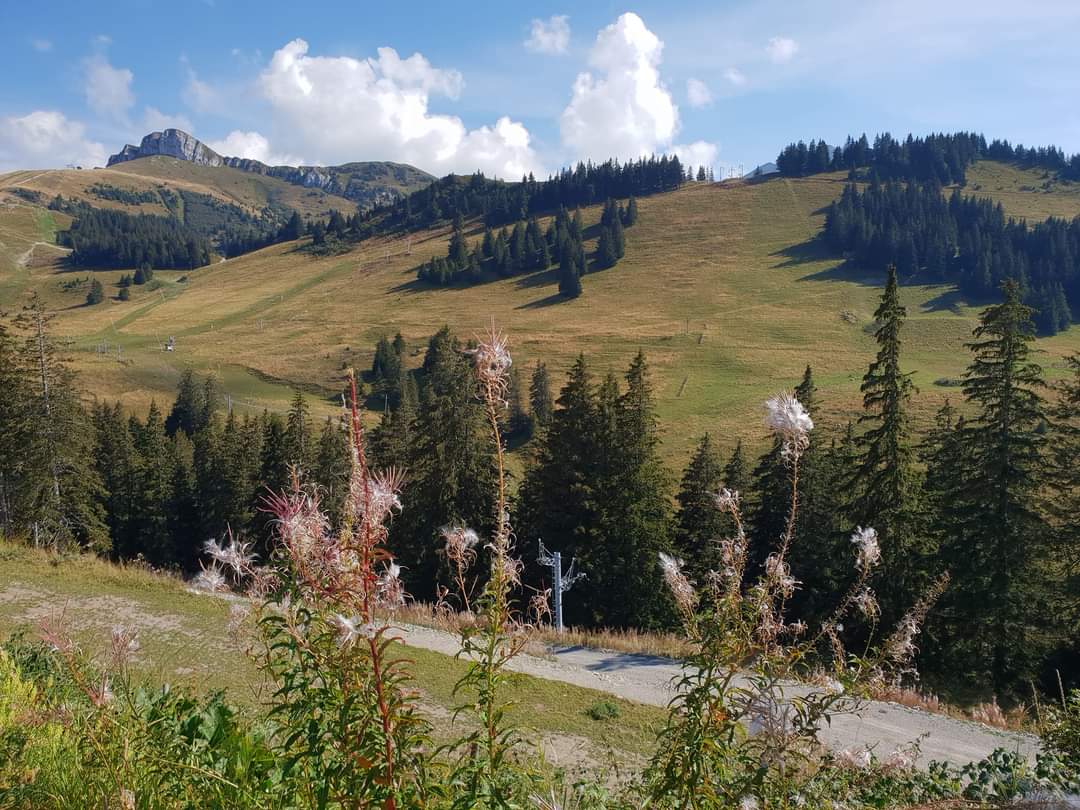 thollon_les_memise_tourisme_ete_montagne_randonnee